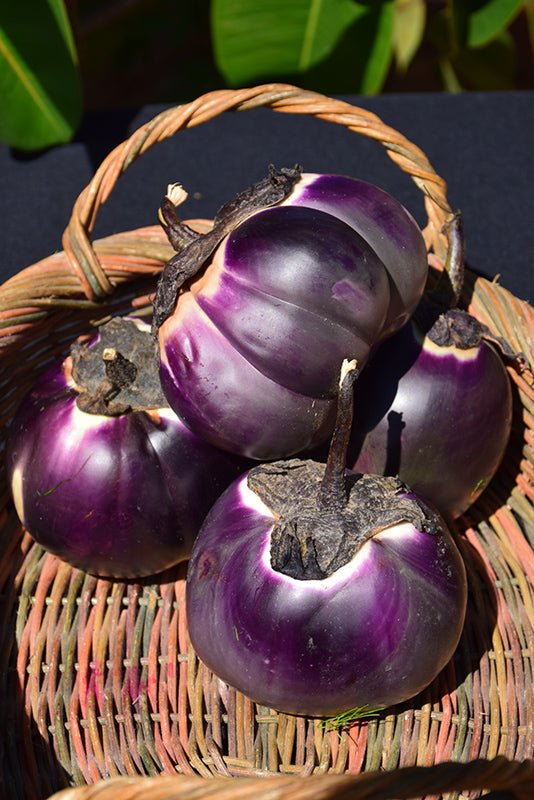 Eggplant Seeds- Barbarella - Caribbean garden seed