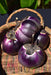 Eggplant Seeds- Barbarella - Caribbean garden seed