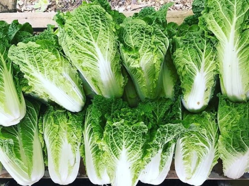 Chinese Cabbage Seeds - Bae Moo Chae - Hybrid - Caribbean garden seed