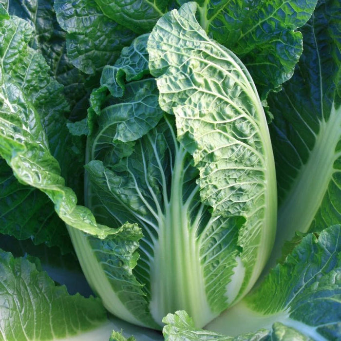 Chinese Cabbage Seeds - Bae Moo Chae - Hybrid - Caribbean garden seed