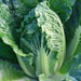 Chinese Cabbage Seeds - Bae Moo Chae - Hybrid - Caribbean garden seed