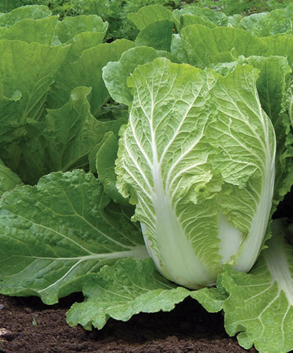 Chinese Cabbage Seeds - Bae Moo Chae - Hybrid - Caribbean garden seed