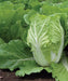 Chinese Cabbage Seeds - Bae Moo Chae - Hybrid - Caribbean garden seed