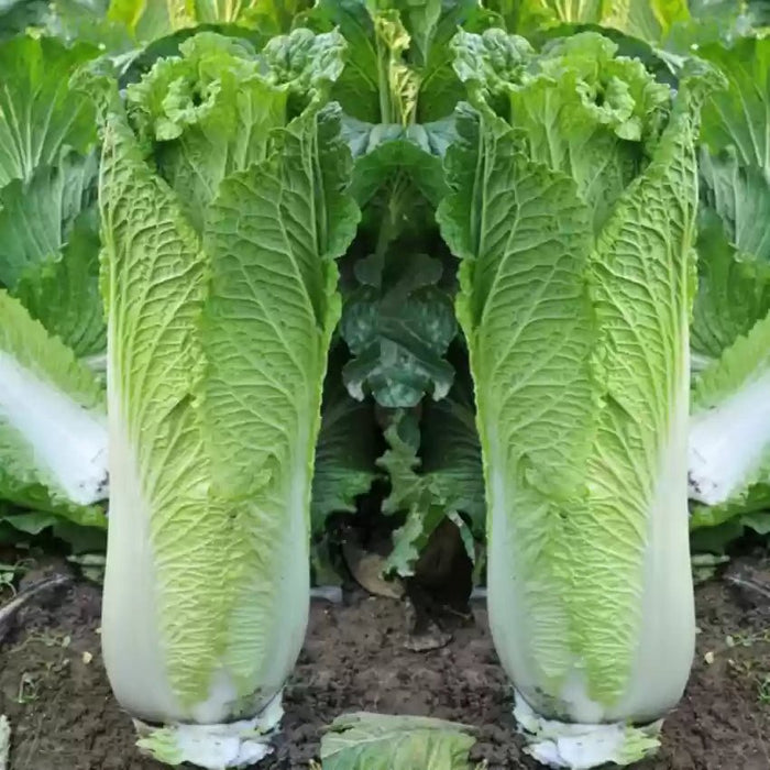 Chinese Cabbage Seeds  - Green Rocket - Hybrid - Caribbean garden seed