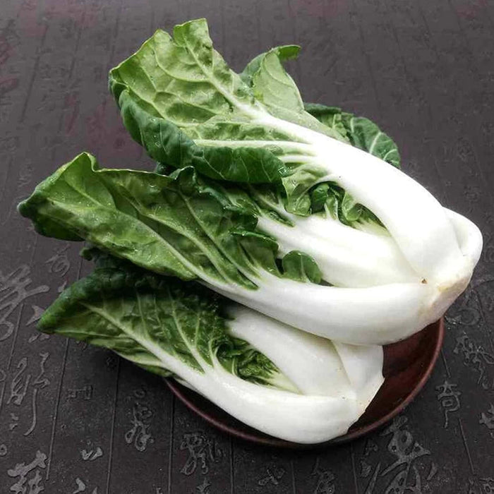 Cabbage Seeds -  Pak Choi - Hotau Improved - Hybrid - Caribbean garden seed