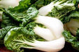 Cabbage Seeds -  Pak Choi - Hotau Improved - Hybrid - Caribbean garden seed