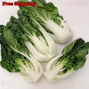 Cabbage Seeds -  Pak Choi - Hotau Improved - Hybrid - Caribbean garden seed