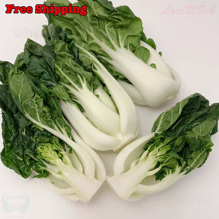 Cabbage Seeds -  Pak Choi - Hotau Improved - Hybrid - Caribbean garden seed