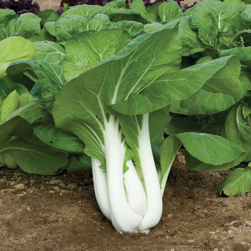 Cabbage Seeds - Pak Choi - Joi Choi - Hybrid - Caribbean garden seed