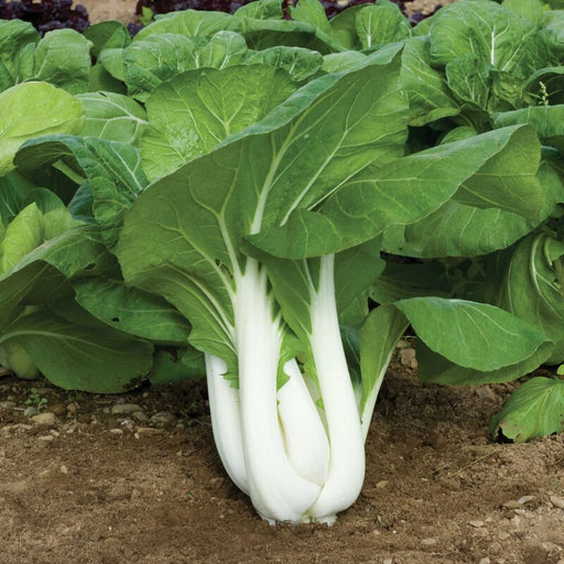 Cabbage Seeds - Pak Choi - Joi Choi - Hybrid - Caribbean garden seed