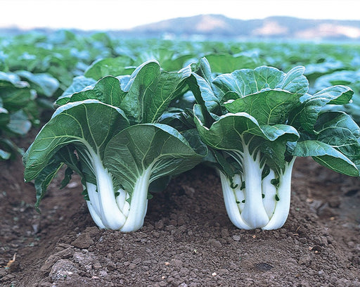 Cabbage Seeds - Pak Choi - Joi Choi - Hybrid - Caribbean garden seed