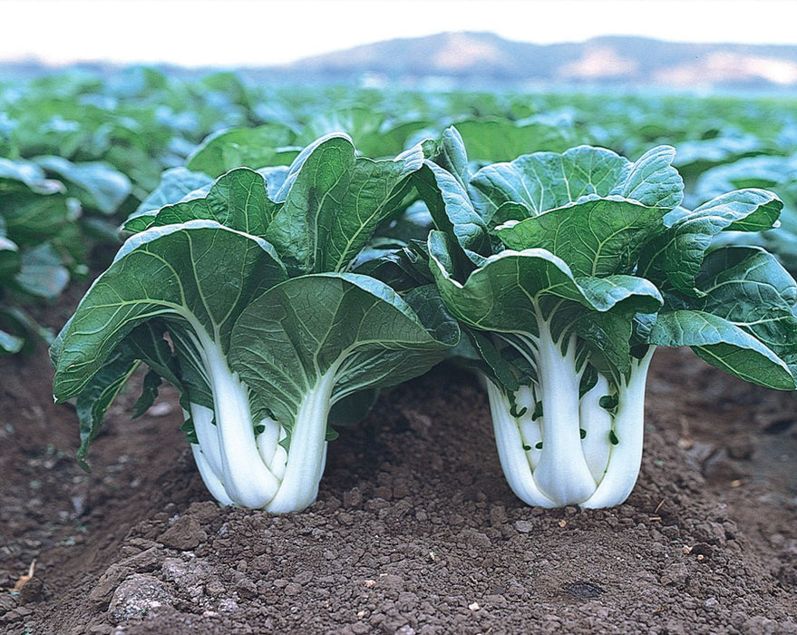 Cabbage Seeds - Pak Choi - Joi Choi - Hybrid - Caribbean garden seed