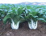 Cabbage Seeds - Pak Choi - Joi Choi - Hybrid - Caribbean garden seed