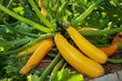 Zucchini Seeds -Yellow, Summer Squash - Caribbean garden seed