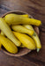 Zucchini Seeds -Yellow, Summer Squash - Caribbean garden seed