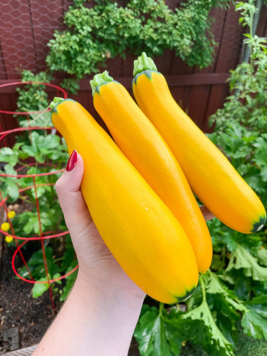 Zucchini Seeds -Yellow, Summer Squash - Caribbean garden seed