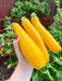 Zucchini Seeds -Yellow, Summer Squash - Caribbean garden seed