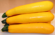 Zucchini Seeds -Yellow, Summer Squash - Caribbean garden seed