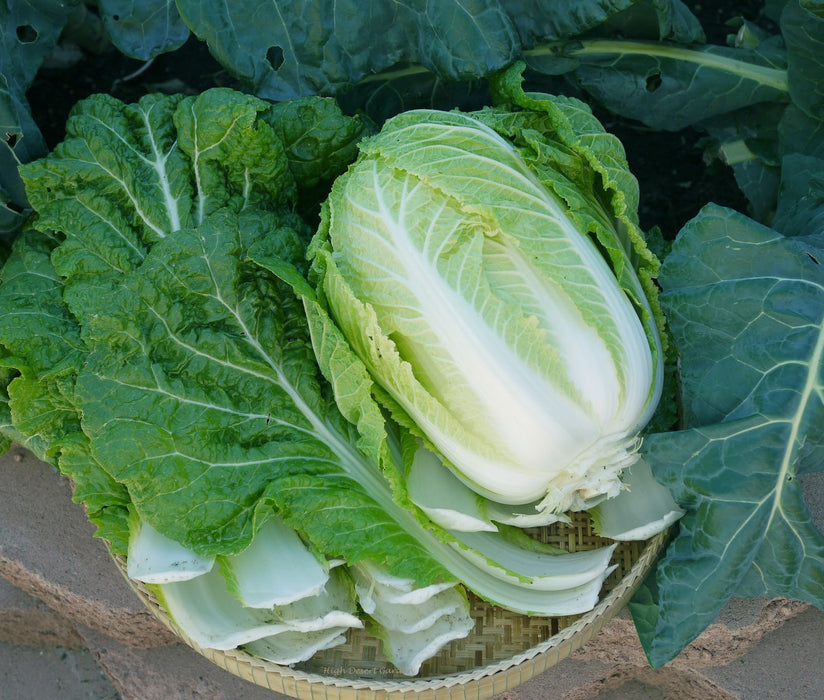 Chinese cabbage Seeds, Michihili - Caribbean garden seed
