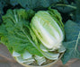Chinese cabbage Seeds, Michihili - Caribbean garden seed