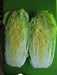 Chinese cabbage Seeds, Michihili - Caribbean garden seed