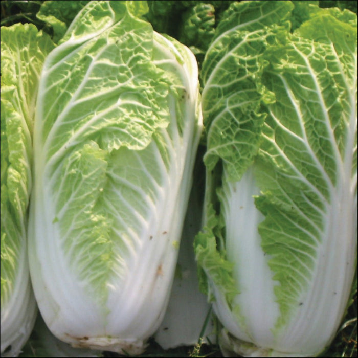 Chinese cabbage Seeds, Michihili - Caribbean garden seed