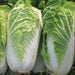 Chinese cabbage Seeds, Michihili - Caribbean garden seed