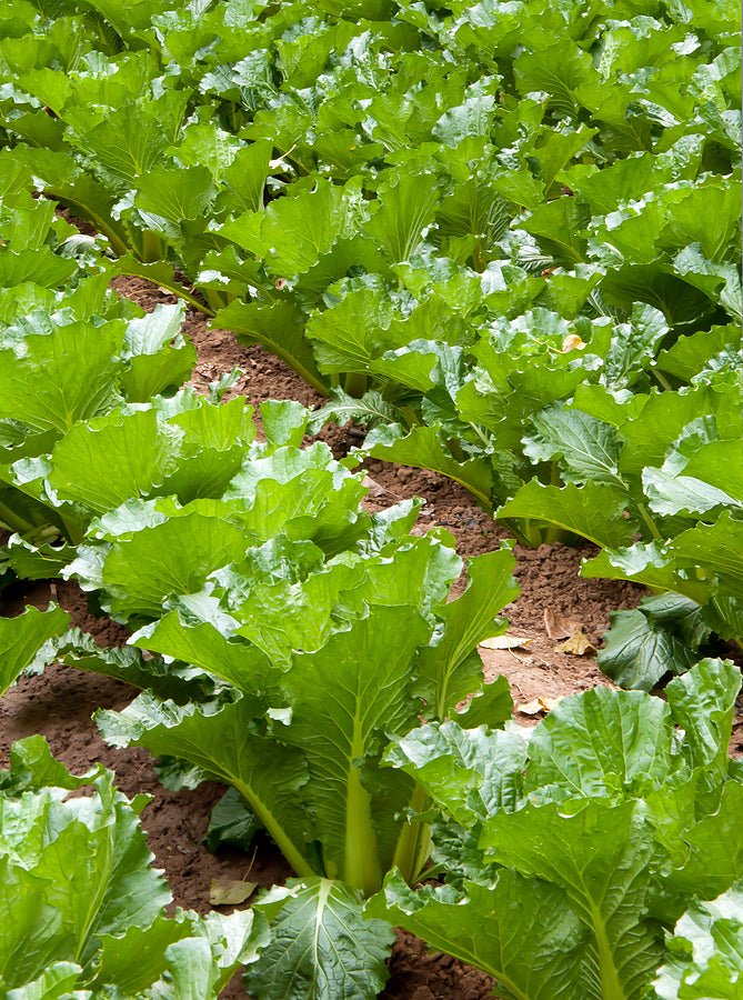 Chinese cabbage Seeds, Michihili - Caribbean garden seed