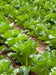 Chinese cabbage Seeds, Michihili - Caribbean garden seed