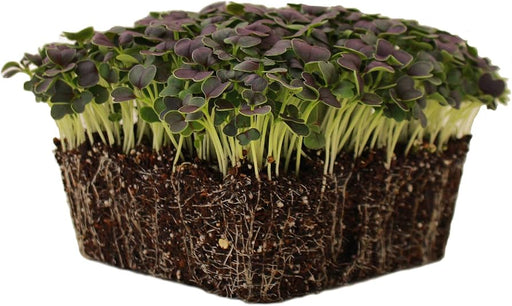 Chinese Cabbage - Red Tatsoi - Caribbean garden seed