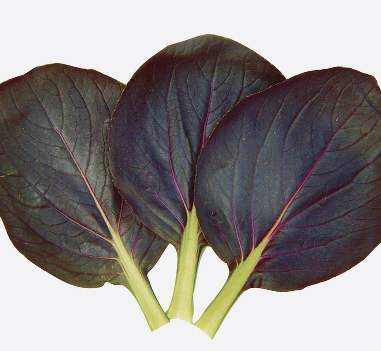 Chinese Cabbage - Red Tatsoi - Caribbean garden seed