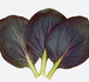 Chinese Cabbage - Red Tatsoi - Caribbean garden seed