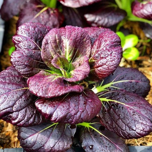 Chinese Cabbage - Red Tatsoi - Caribbean garden seed