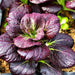 Chinese Cabbage - Red Tatsoi - Caribbean garden seed