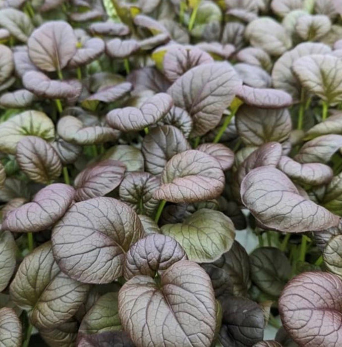 Chinese Cabbage - Red Tatsoi - Caribbean garden seed