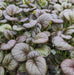 Chinese Cabbage - Red Tatsoi - Caribbean garden seed