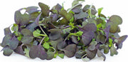 Chinese Cabbage - Red Tatsoi - Caribbean garden seed