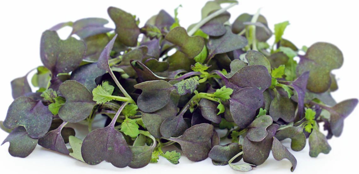 Chinese Cabbage - Red Tatsoi - Caribbean garden seed