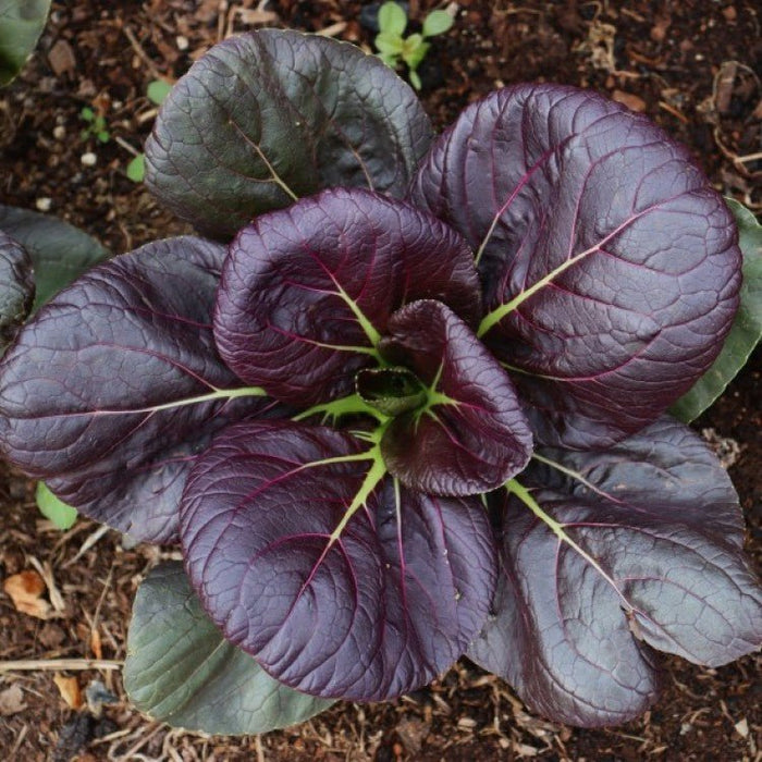 Chinese Cabbage - Red Tatsoi - Caribbean garden seed