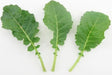 Kale Seeds -Ethiopian ,Amara Mustard - Caribbean garden seed