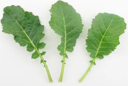 Kale Seeds -Ethiopian ,Amara Mustard - Caribbean garden seed