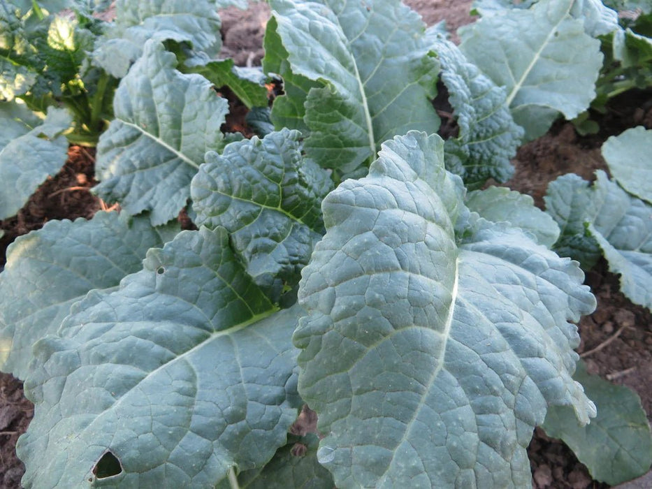 Kale Seeds -Ethiopian ,Amara Mustard - Caribbean garden seed