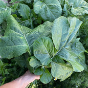 Kale Seeds -Ethiopian ,Amara Mustard - Caribbean garden seed