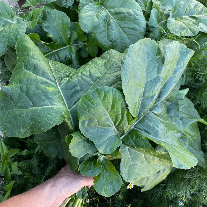 Kale Seeds -Ethiopian ,Amara Mustard - Caribbean garden seed