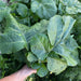 Kale Seeds -Ethiopian ,Amara Mustard - Caribbean garden seed