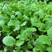 Kale Seeds -Ethiopian ,Amara Mustard - Caribbean garden seed