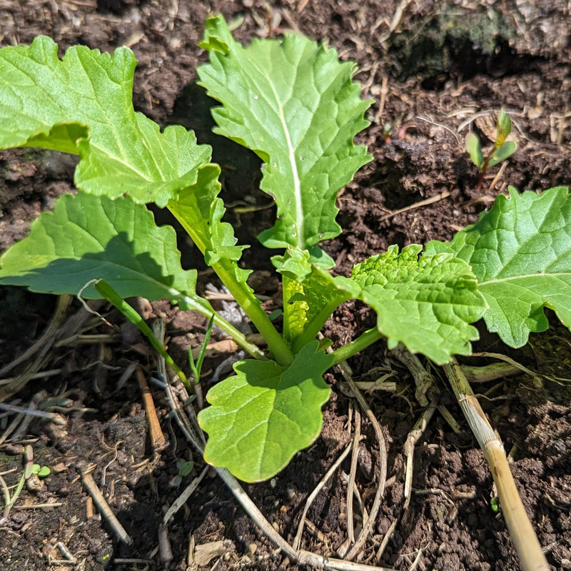 Kale Seeds -Ethiopian ,Amara Mustard - Caribbean garden seed