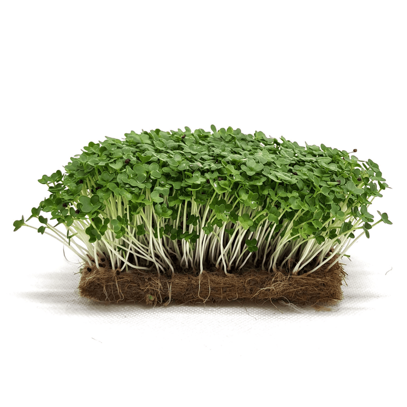 Kale Seeds -Ethiopian ,Amara Mustard - Caribbean garden seed