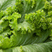 MUSTARD Ggreens SEEDS - Greenwave - Caribbean garden seed