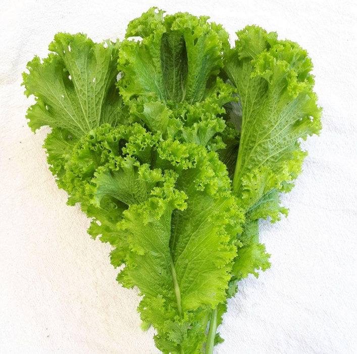 MUSTARD Ggreens SEEDS - Greenwave - Caribbean garden seed